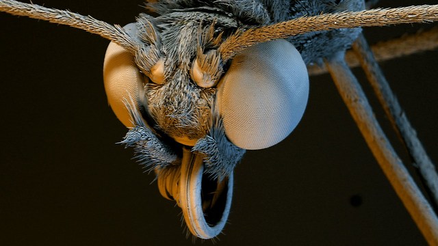 Amazing HD Footage of Plants and Insects Magnified Thousands of Times