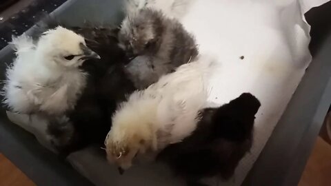 Silkie chicks, They are now 19 and 20 days old, getting more colour. 26/06/2020 ( Video 6 )