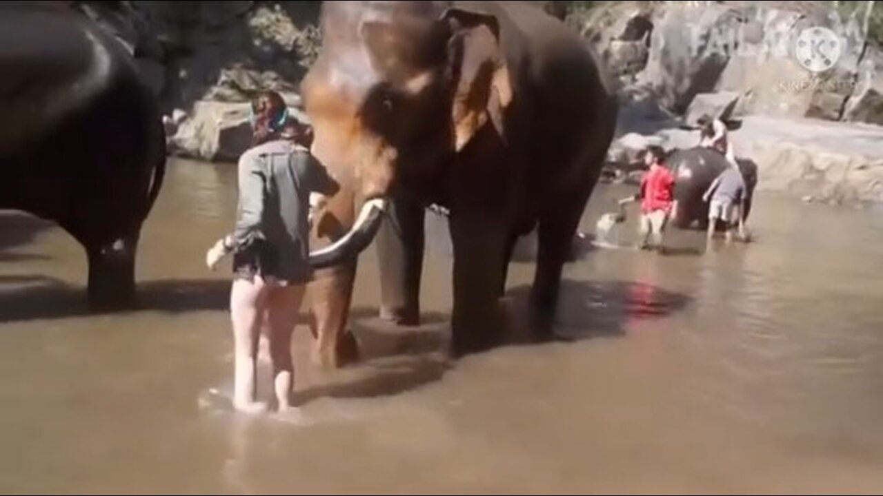 Funny Animal | Elephant | Viral | Video