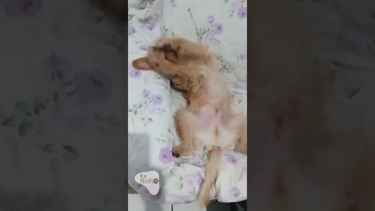 Momento preguiça e fofo do nosso cachorro #shorts