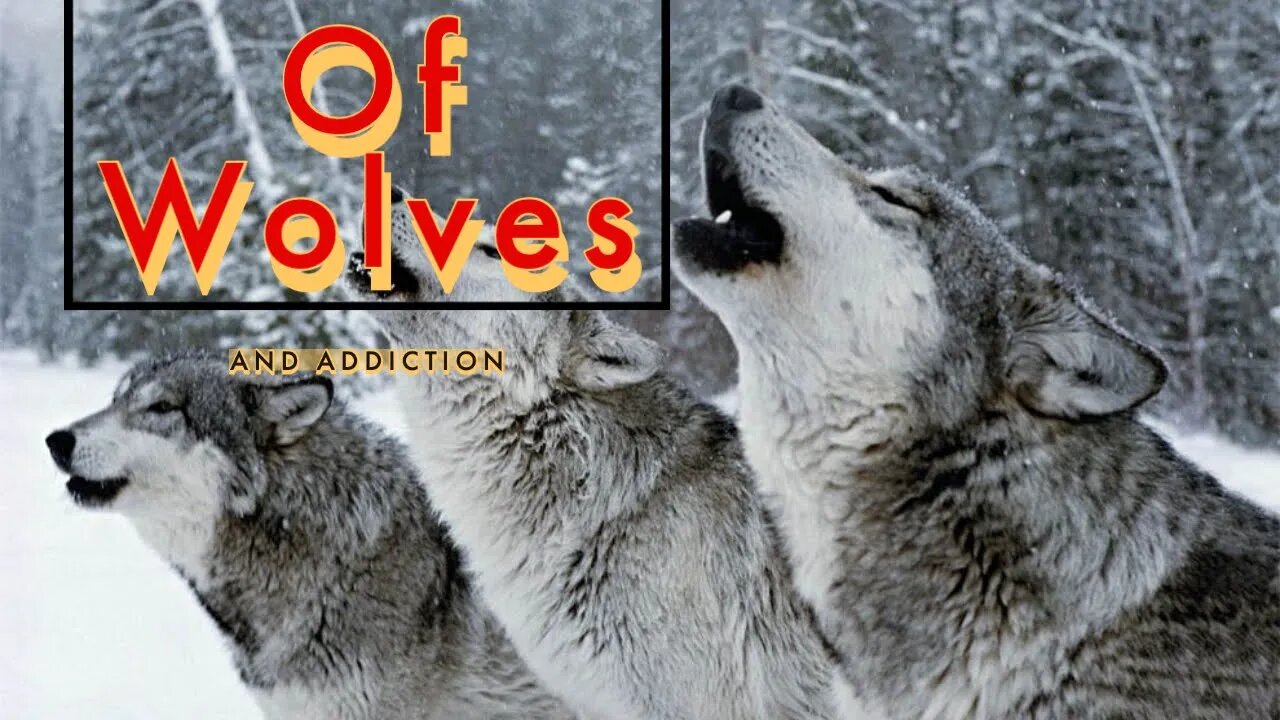 Of Wolves and Addiction
