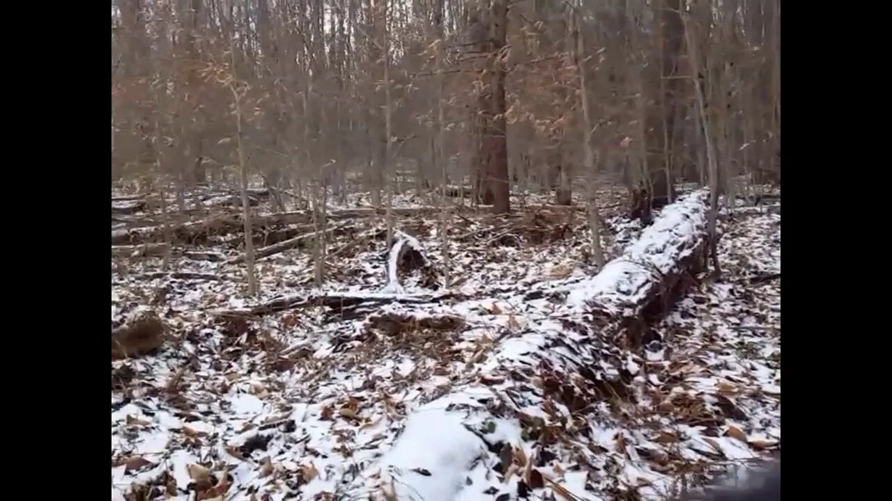 Militia Scouting the Woods