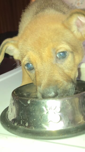 Cute puppy eating food