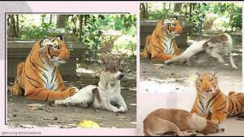 Fake tiger to prank dog