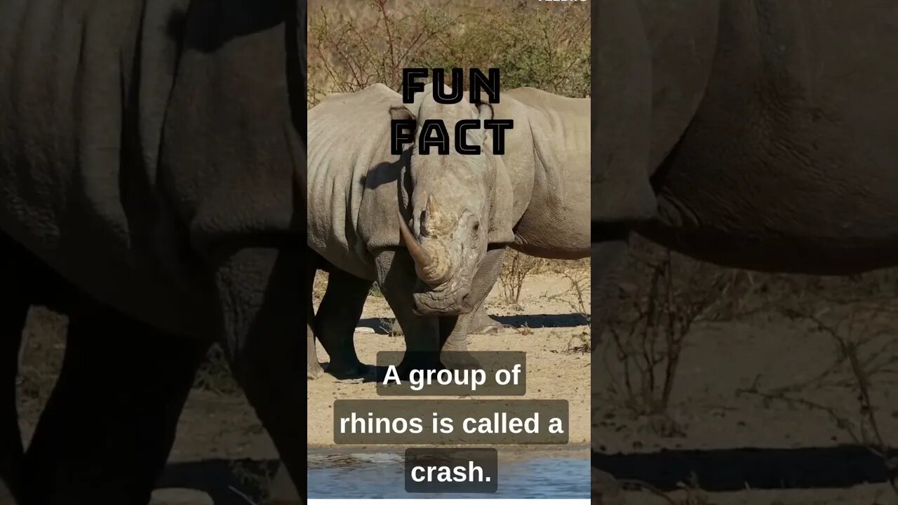 🦏 Discover the Wonders of Rhinos! 🌍 Fun Fact Short! 🦏