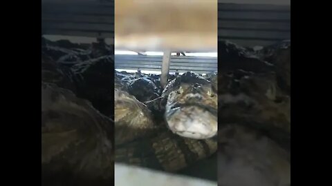 Caminhão cheio de jacare / truck full of alligator