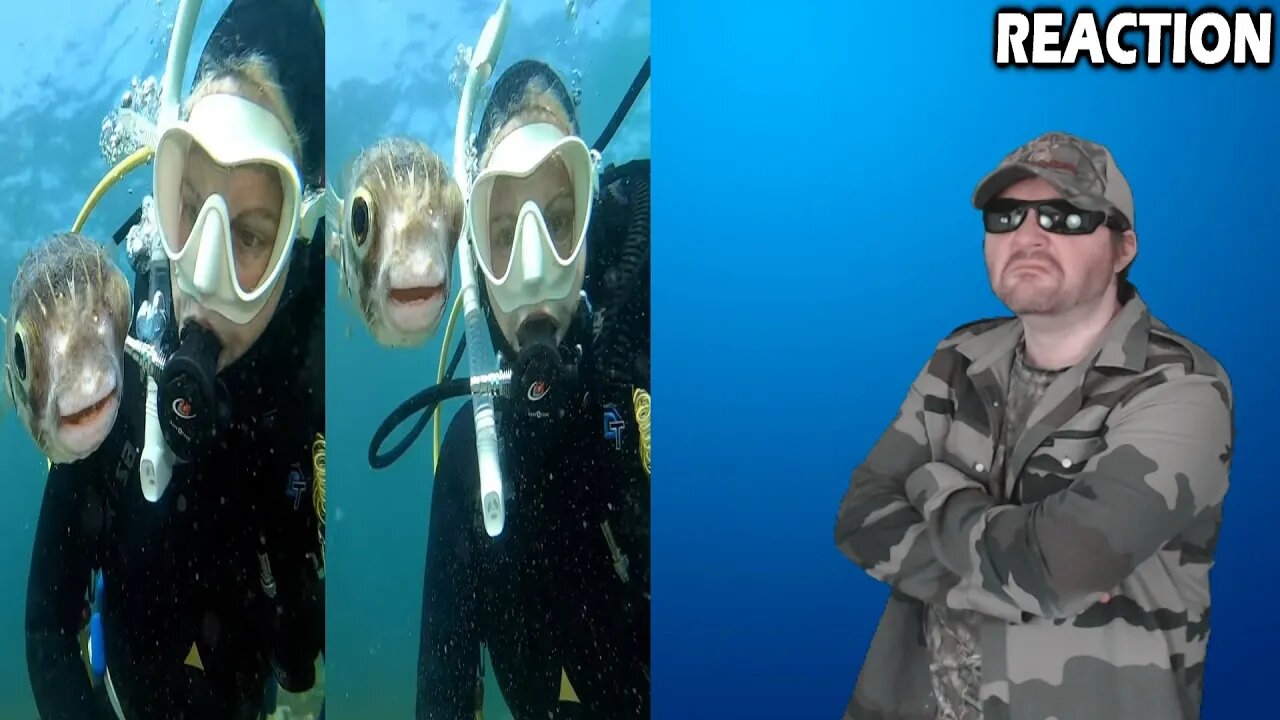 Curious Pufferfish Wants A Selfie (Daily Dose Of Internet) REACTION!!! (BBT)