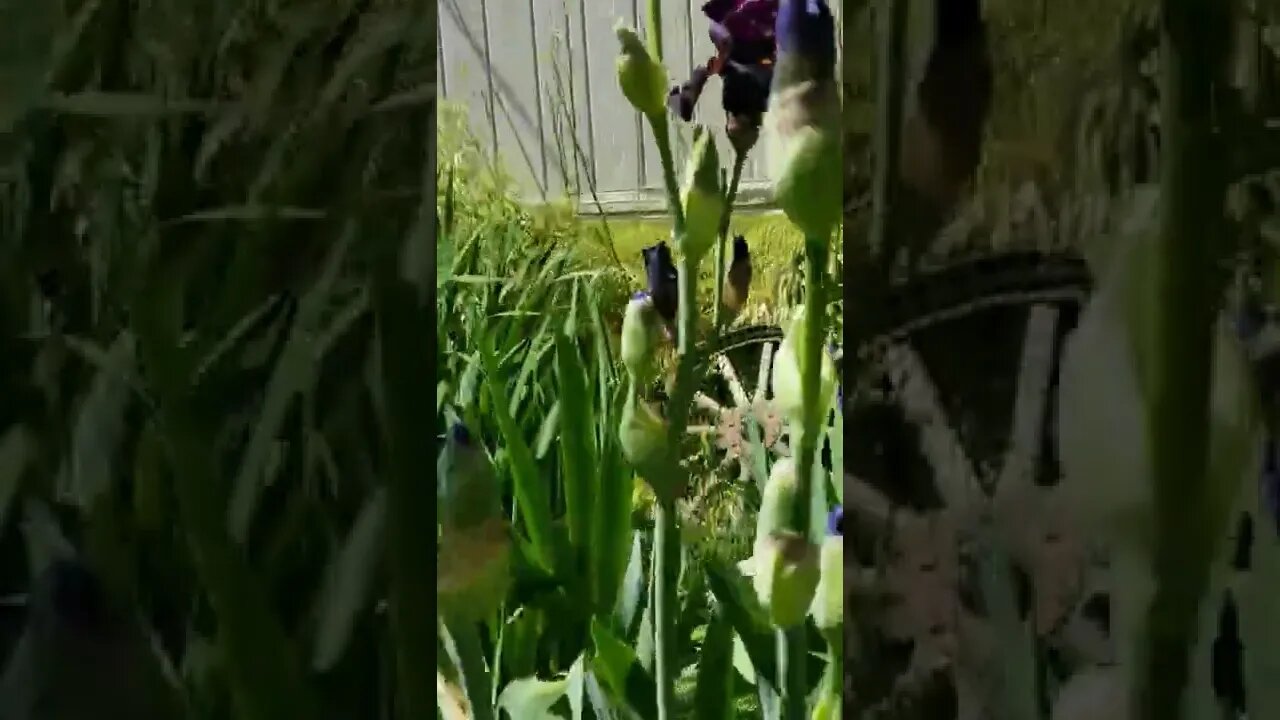 #iris #flowers #pretty #gardening #garden #peaceful #beautiful #nature