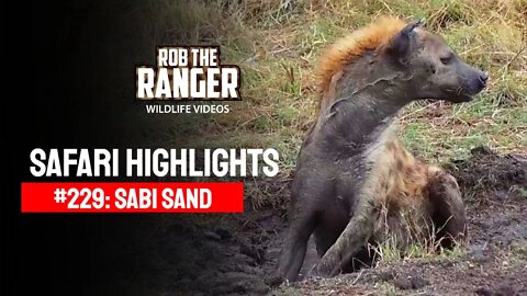 Safari Highlights #229: 11 & 12 August 2013 | Sabi Sand Nature Reserve | Latest Wildlife Sightings