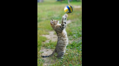 Cute and funny pets !