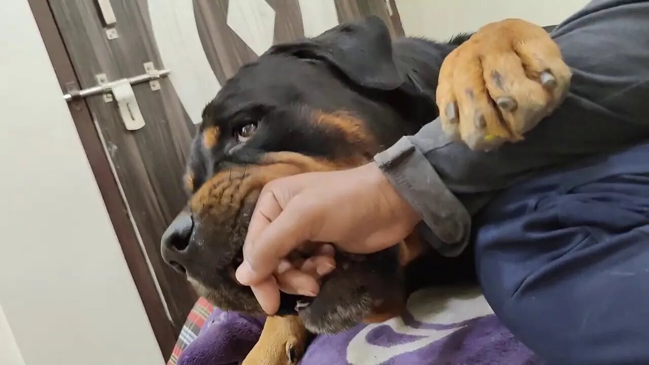 Sometime I also annoying my dog.|| Mr.Bolt
