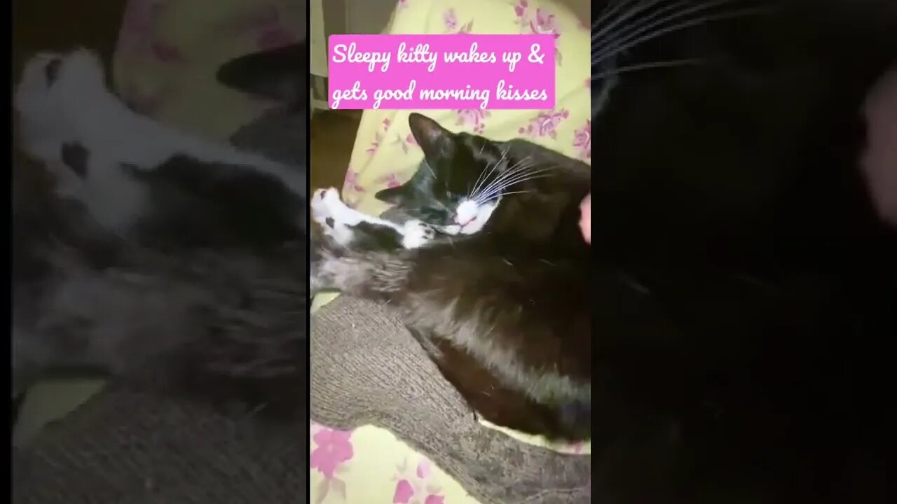 Sleepy kitty wakes up & gets good morning kisses #shorts