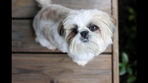 Shihtzu baby hair cut