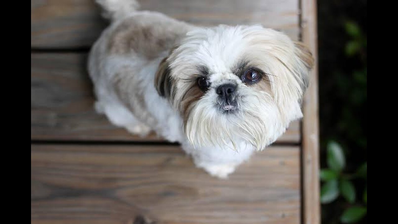 Shihtzu baby hair cut