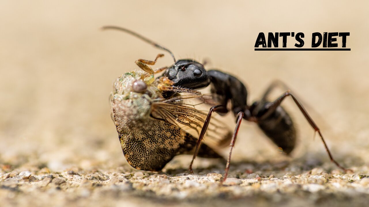 What Does An Ant Eat