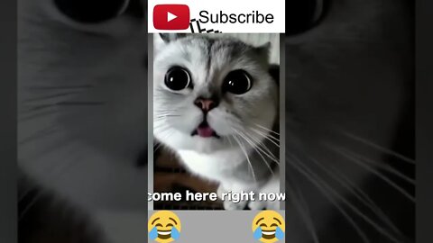 cutest cat 🐈 funny dog and cat 💕 funny animals videos compilations #shorts