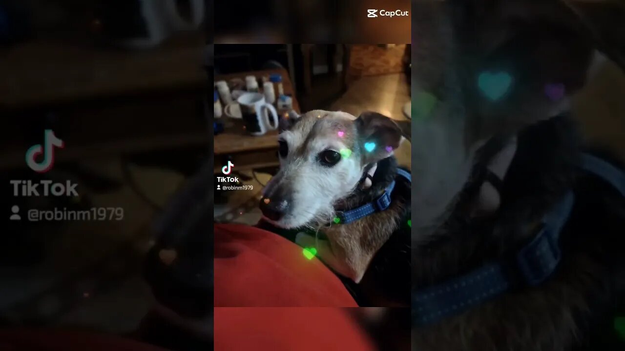 #Dogs #shorts #fyp #Dog #reels #viral #funny 29