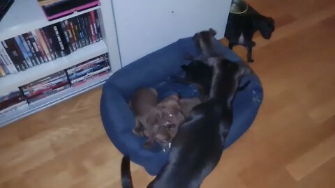 OBI2021 PATTERDALE PUPS 6.5 WEEK BLACK RED FELL TERRIERS PUPPIES PUPS CUTE BABY DRAGONS DOGS PLAYING