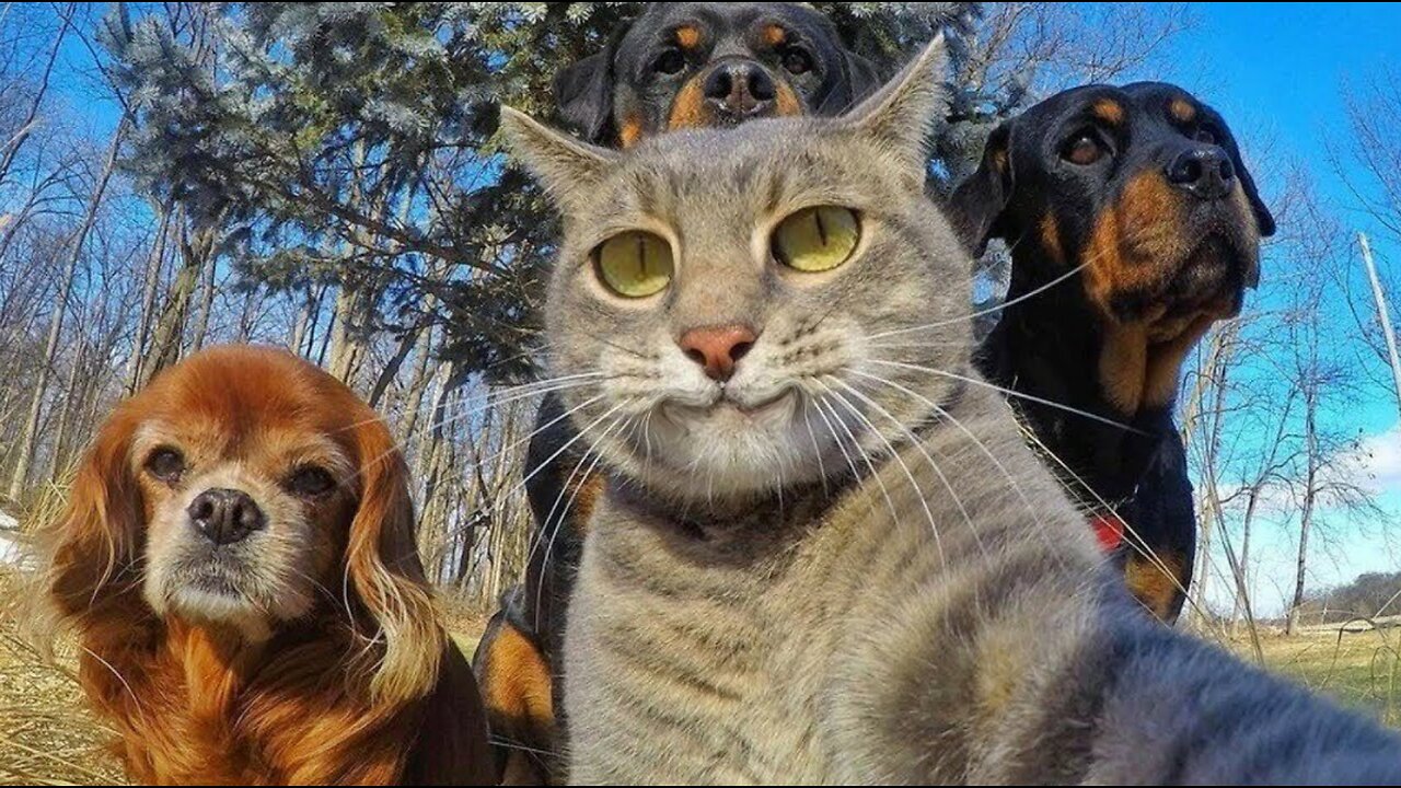 Funny animals. Funny Cats / Dogs.