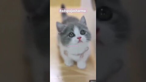 Cats Funny Cats #shorts #funny #reels #funnyvideo #cat 💕 Kore Nani Neko