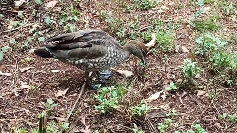 Australian Wood Duck, some close footage ( Video 6 )