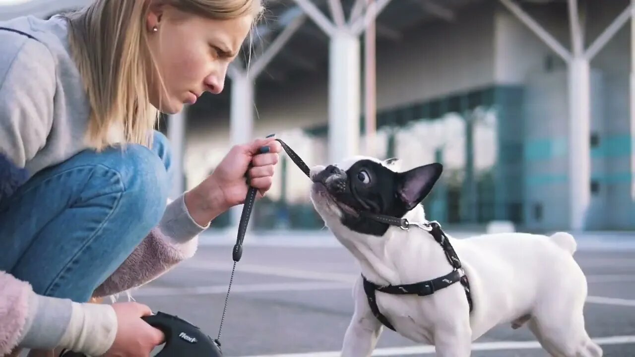 Young happy woman playing with little cute french bulldog on the road with urban backgorund