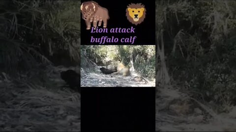 Lion attack buffalo calf 2022#shorts #youtubeshorts #shortvideo