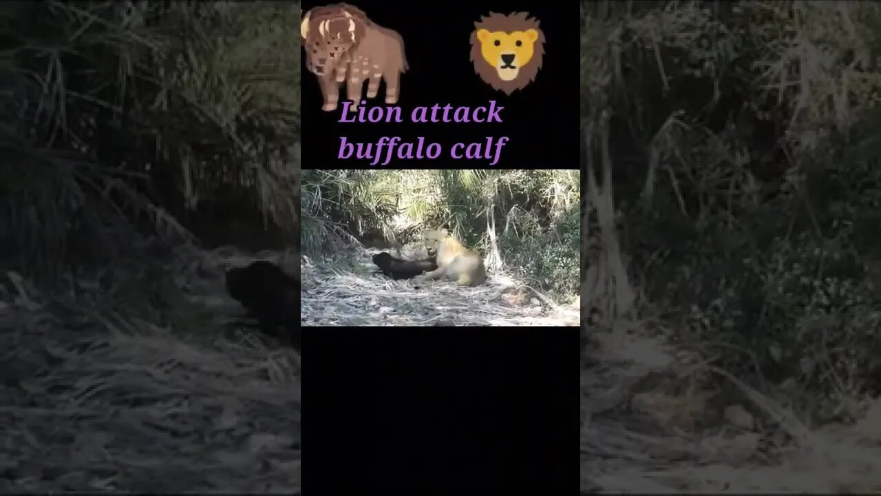 Lion attack buffalo calf 2022#shorts #youtubeshorts #shortvideo