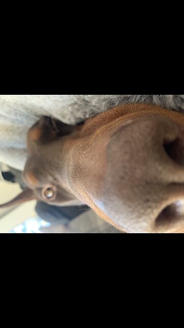 Does my dog look good???