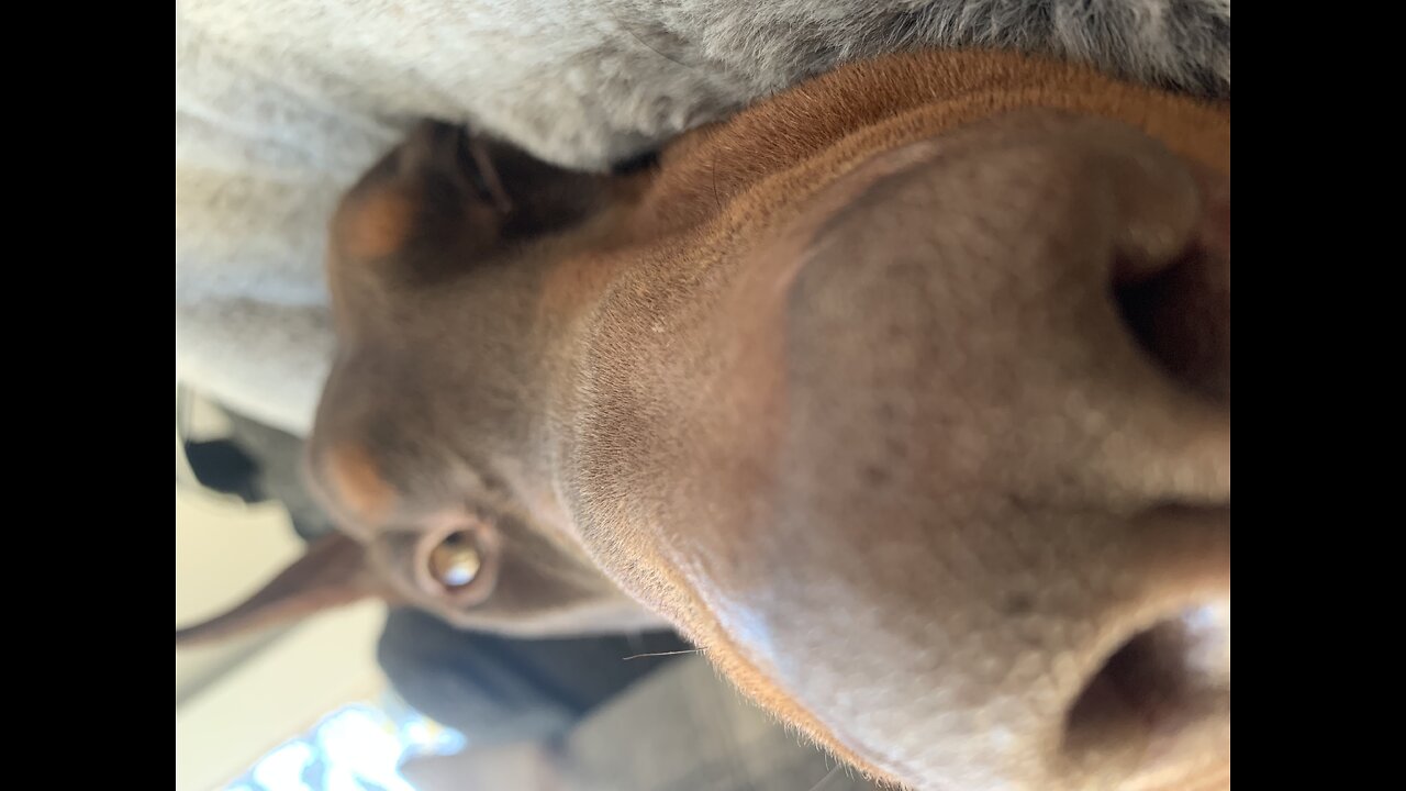 Does my dog look good???