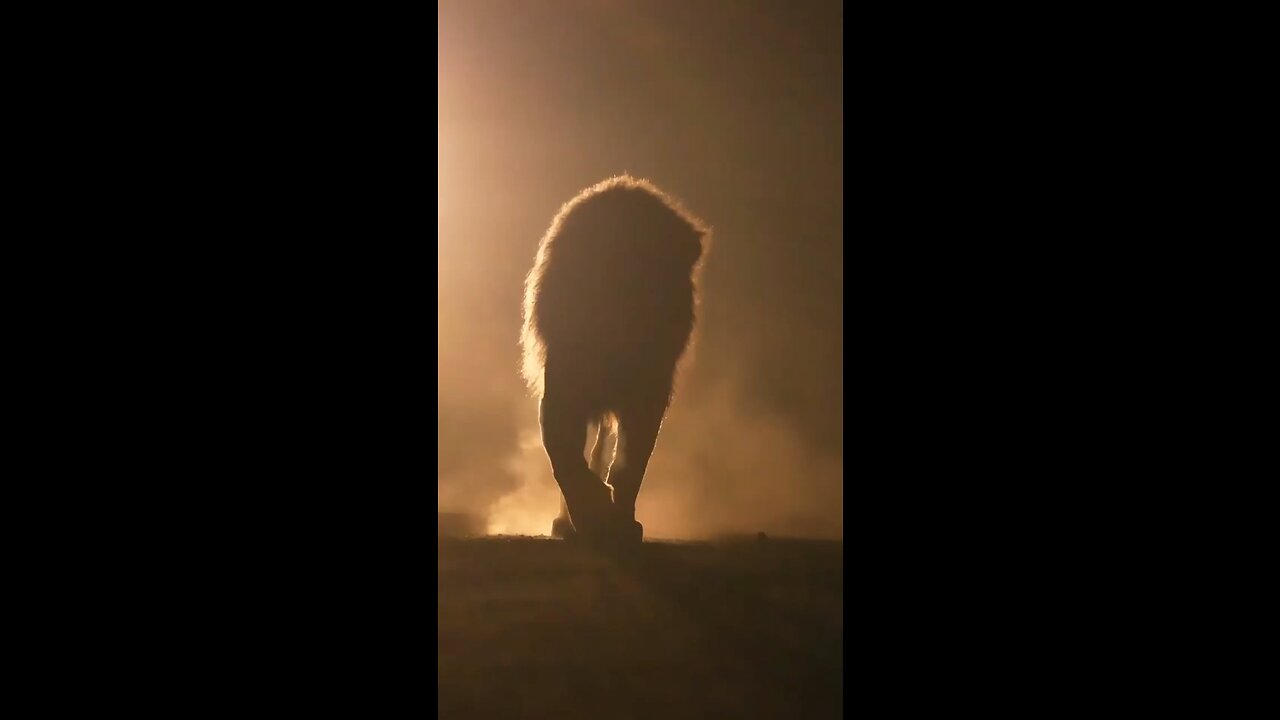 Lion King Of The Animal