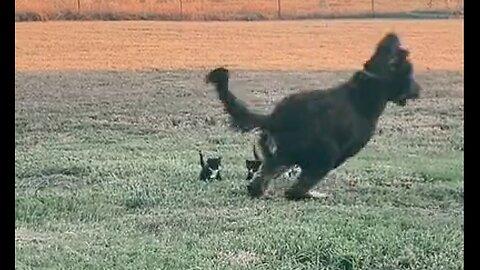 Dog & Kittens Play Follow The Leader - HaloRock