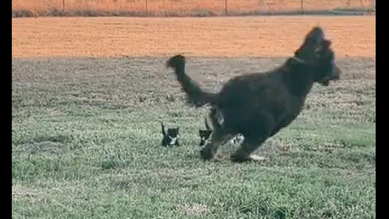 Dog & Kittens Play Follow The Leader - HaloRock