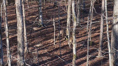 Wahuhi Hunts - Rattlesnake Hill - Feb. 5, 2024 - S1