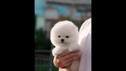 Poodleeee
