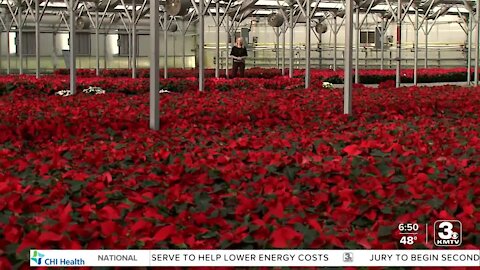 Positively the Heartland: Family-owned Council Bluffs-based business supplies the heartland with millions of plants