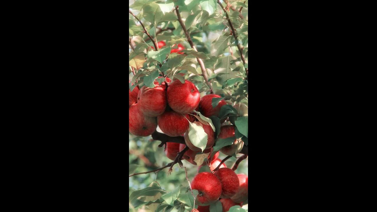 Сезонът на ябълките 🍏🍎 #shorts