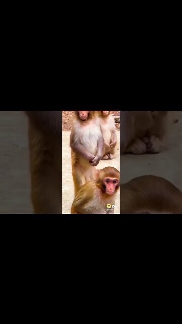 cute cat video, cute dog video, funny animal video