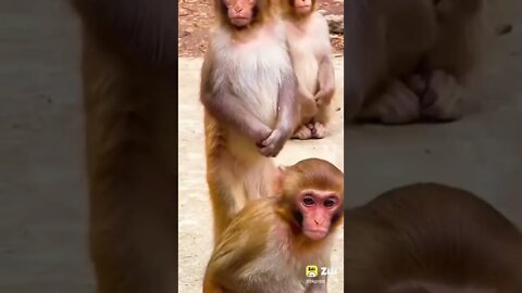 cute cat video, cute dog video, funny animal video