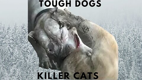 Catch dogs on cougars and others