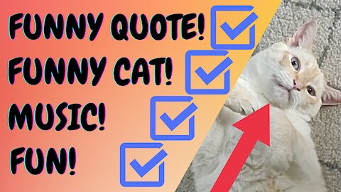 Funny Cat Quote With Adorable Cat