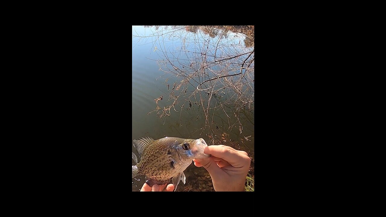 Unstoppable crappie bite!!