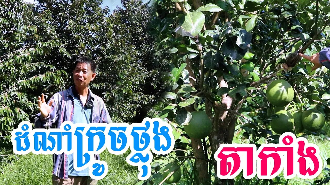 ដំណាំក្រូចថ្លុងចម្ការតាកាំង មិនសូវបានថែទាំដិតដល់តែអោយផ្លែគ្រាន់បើ