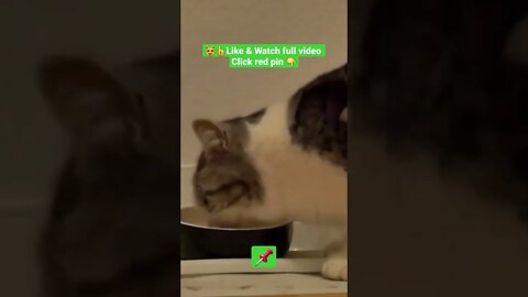 cute cat videos 😹funny videos 😂1381😻#shorts #catvideos #funnycatsvideos #cat #funny_cat #cutecat