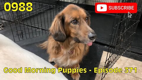 [0988] GOOD MORNING PUPPIES - EPISODE 371 [#dogs #doggos #doggos #puppies #dogdaycare]