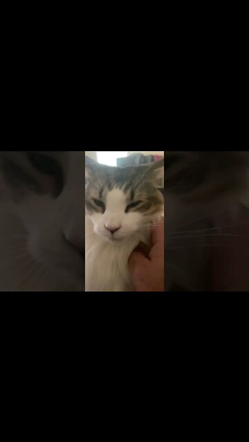 Kitty Cat Dozer Enjoying Pets