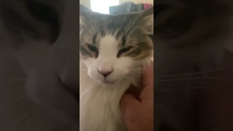 Kitty Cat Dozer Enjoying Pets