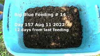 big blue feeding #14 Aug. 11 2022