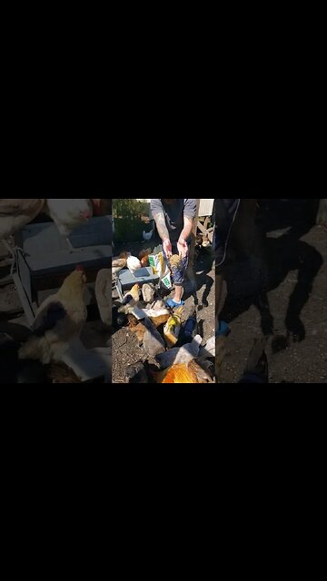 This Food Thing Never Stays Full #chickens #raisingchickens #chickenshorts #backyardchickens