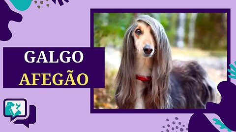 GALGO AFEGÃO: TUDO SOBRE A RAÇA